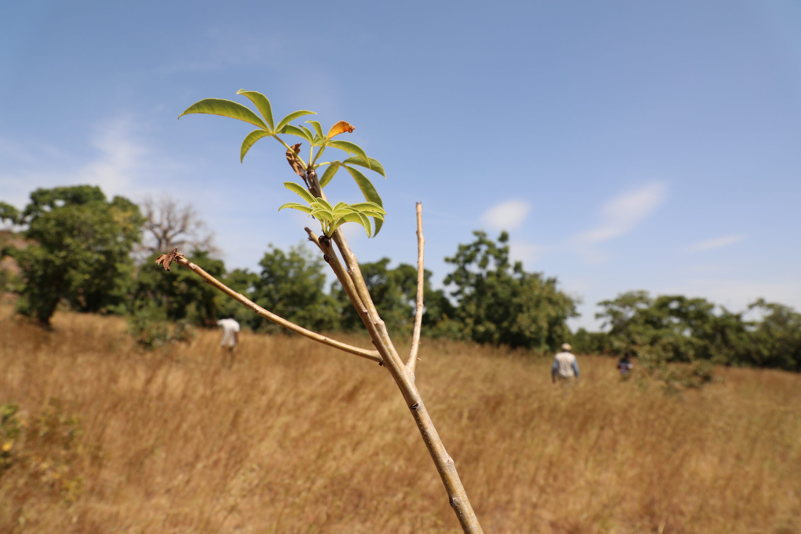 Baobab tree transplant at Kanania Community