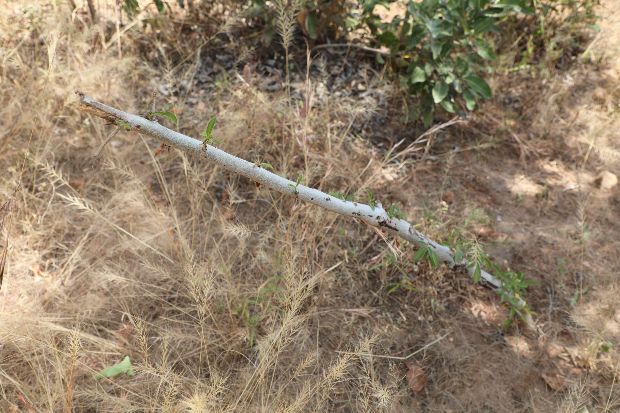 Boabab tree transplanted at Kanania Community